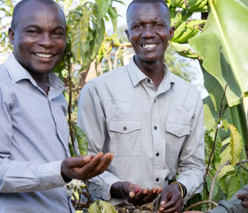 Sukuma farmers showing selected coffee beans in the garden