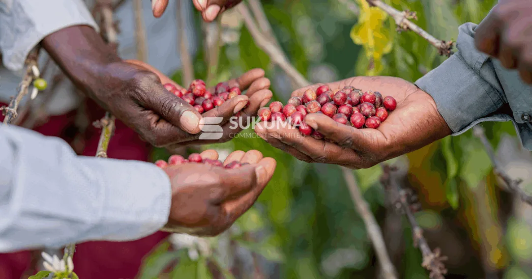 Sukuma farmers holding freshly picked red coffee cherries in the garden